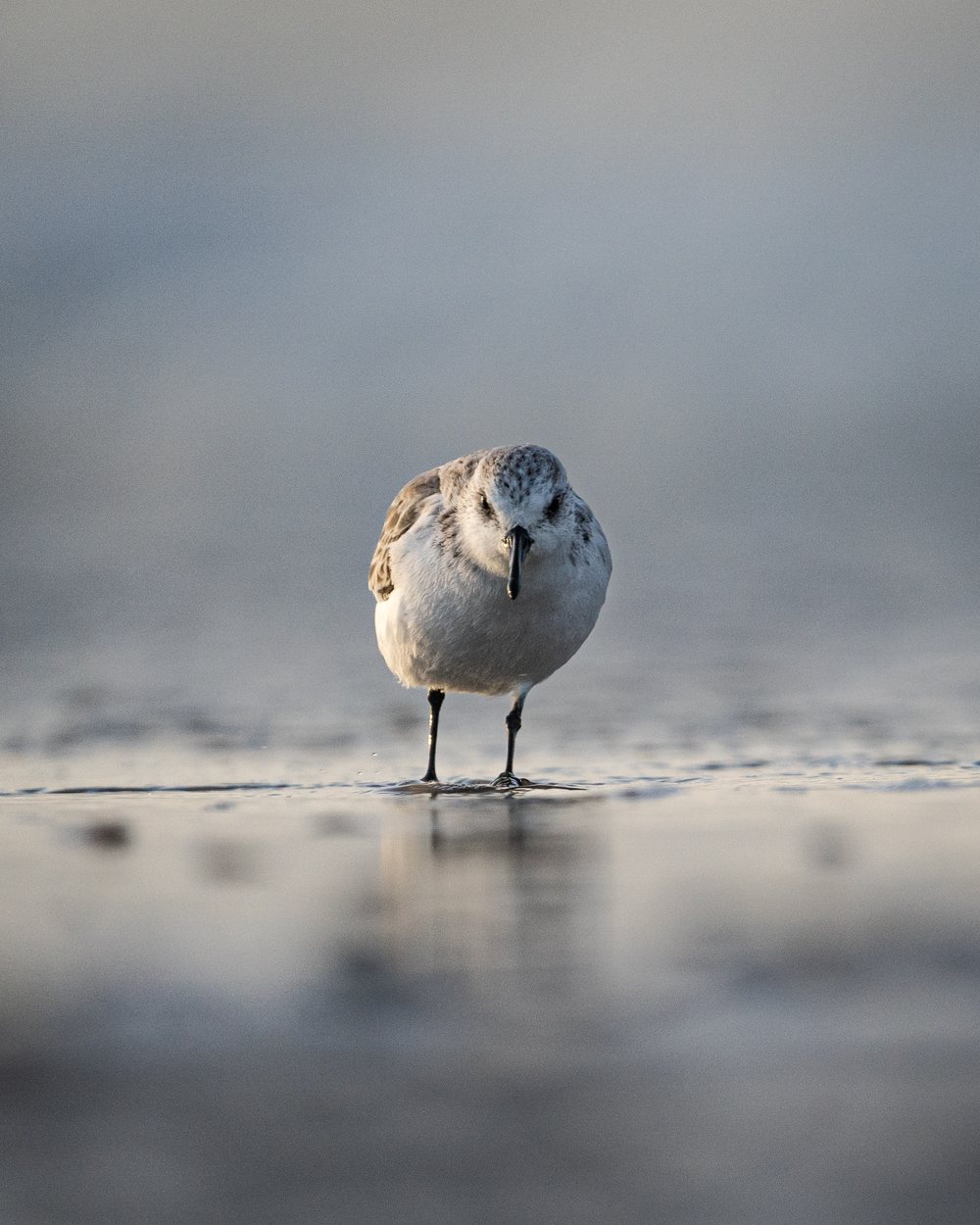 Einzelner Strandläufer im weichen Morgenlicht